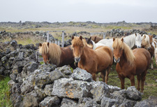 Iceland-Northern Tours-Northern Exposure Lake Myvatn